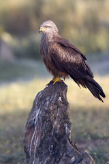 Black kite. Milvus migrans