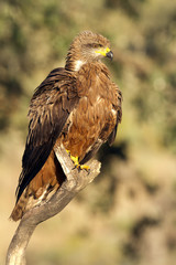 Black kite. Milvus migrans