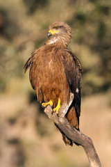 Black kite. Milvus migrans