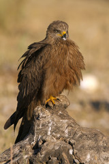 Black kite. Milvus migrans