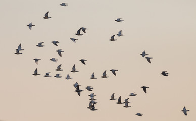 Silhouette of a Group of Doves Flying