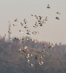 Group of Doves Flying in Povoa de Lanhoso, Portugal