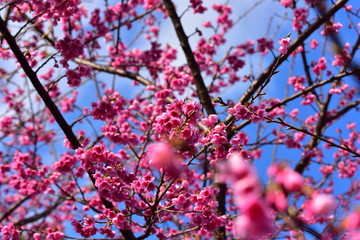 Cherry Blossoms in Yakushima