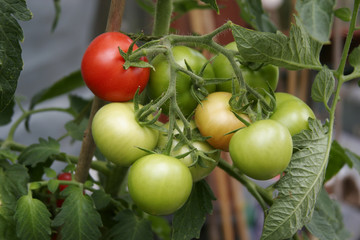 Green and ripe tomato on truss on plant.