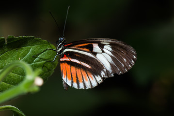 Butterfly Detail