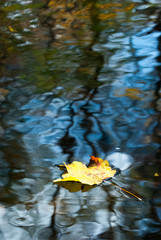 Leaf on Water