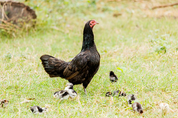 Hen chick rearing in natural environment rural scene