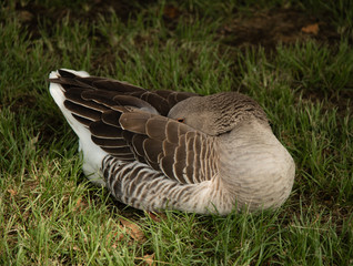 Greater White-fronted Goose