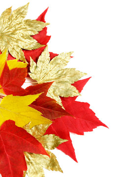 Red, Yellow And Gold Maple Leaves. Gold Leaves Are Painted With Acrylic