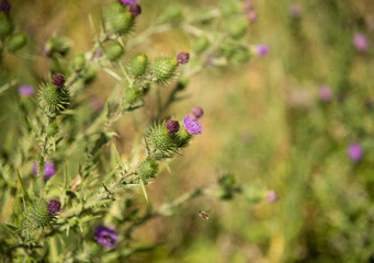 Thistle and a bee