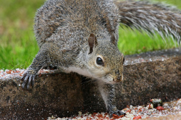 Sciurus carolinensis, common name eastern gray squirrel or grey squirrel depending on region, is a tree squirrel in the genus Sciurus. It is native to eastern North America,.