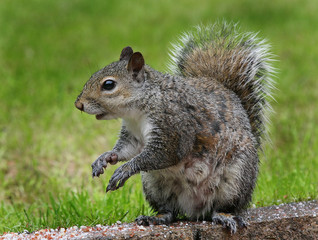 Sciurus carolinensis, common name eastern gray squirrel or grey squirrel depending on region, is a tree squirrel in the genus Sciurus. It is native to eastern North America,.