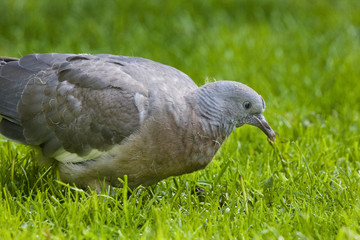 Young woodpigeon or Squab. The common wood pigeon is a large species in the dove and pigeon family....