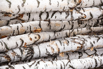 freshly sawn birch logs in the forest