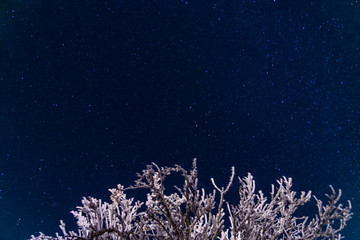 Blue star sky through frozen tree top. Russia, Stary Krym.