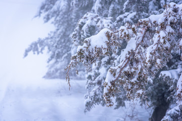 Juniper branch covered with snow in focus with foggy background. Russia, Stary Krym