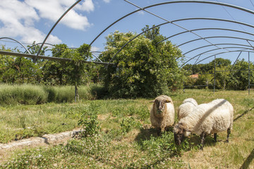 sheeps grazing
