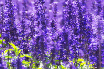 Lavender Background. Lavender Field Detail in Sunny Weather. Lavander Close-up.