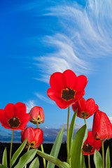 red tulips with drops of water on the blue sky
