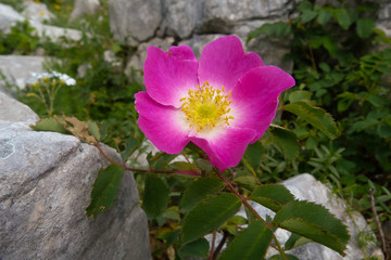 rosa selvatica (Rosa canina) - fioritura