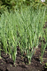 Green onions growing in the garden