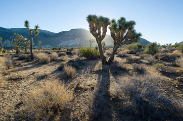 Dawn breaks over Joshua Tree National Park in California.