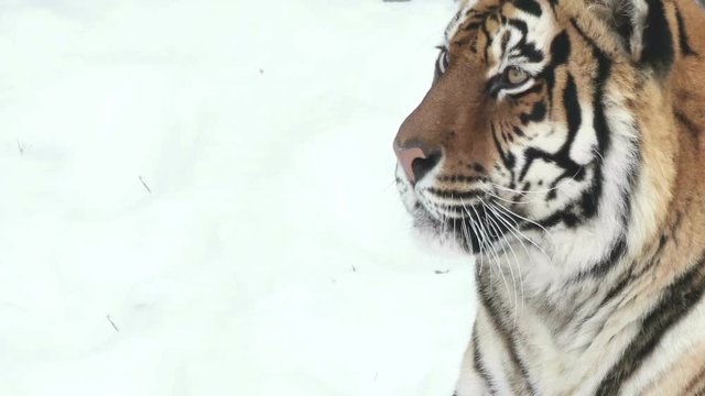 Tiger head, close-up