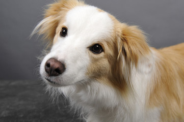 border collie marron