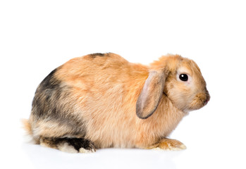 Lop-eared rabbit in profile. isolated on white background