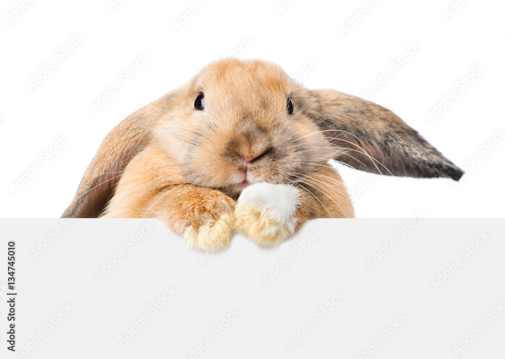 Poster rabbit looking over a signboard. isolated on white background