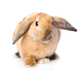 Lop-eared rabbit looking at camera. isolated on white background