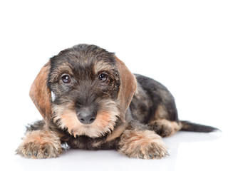 Standard Wire-haired dachshund puppy in front view. isolated on white