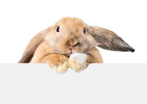 Rabbit looking over a signboard. Isolated on white background