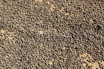 View of drying of collected coffee beans near the city of Piura, region called Jijili. In the north of Peru, 2011.
