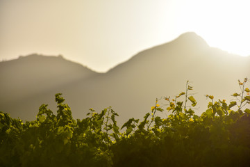Contre-jour view over grapevines in the sunset light, copyspace on top