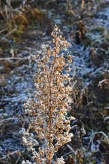 eingefrorene, verblühte Blume