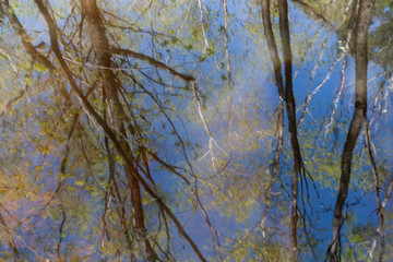 Reflection in water of spring blue sky and young green leaves .