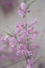 Blossoming tamarisk in a spring desert