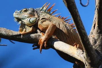 Iguana sobre las ramas