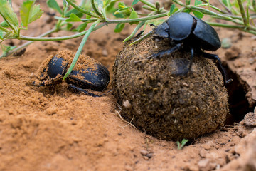 Two scarabs with food in a desert