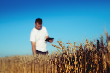 Worker on wheat field checking plant.