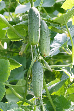 Growing cucumbers hanging on the branch