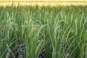 Spikes green color with daylight.