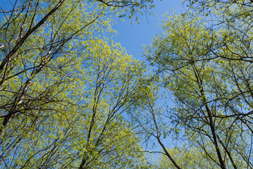 Bottom view to tree tops in young spring leaves, aspiring upward