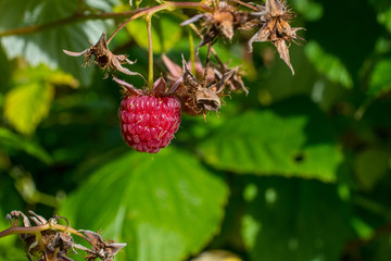 Raspberry on a green bush