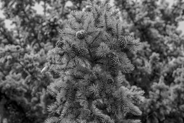 Fir tree and bumps