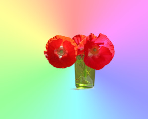 Poppy - the flower with many meanings around the world - three beautiful red poppies in a small...