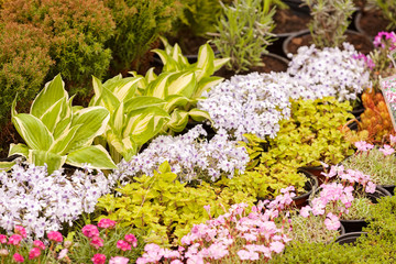  plants in a botanical garden