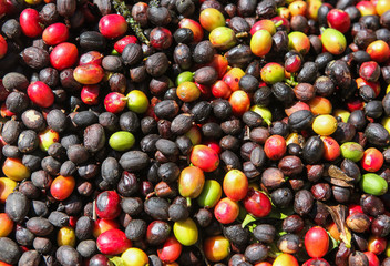A detail view of coffee cherries captured near the city of Piura, region called Jijili. In the north of Peru, 2011.