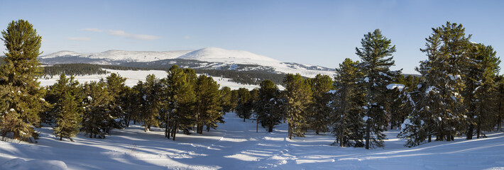 Siberian cedar forest, snowy winter, the shade of trees.